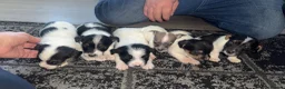 Jack Russell dogs for sale: Jack russell puppy’s  in Gloucester - Advert 11