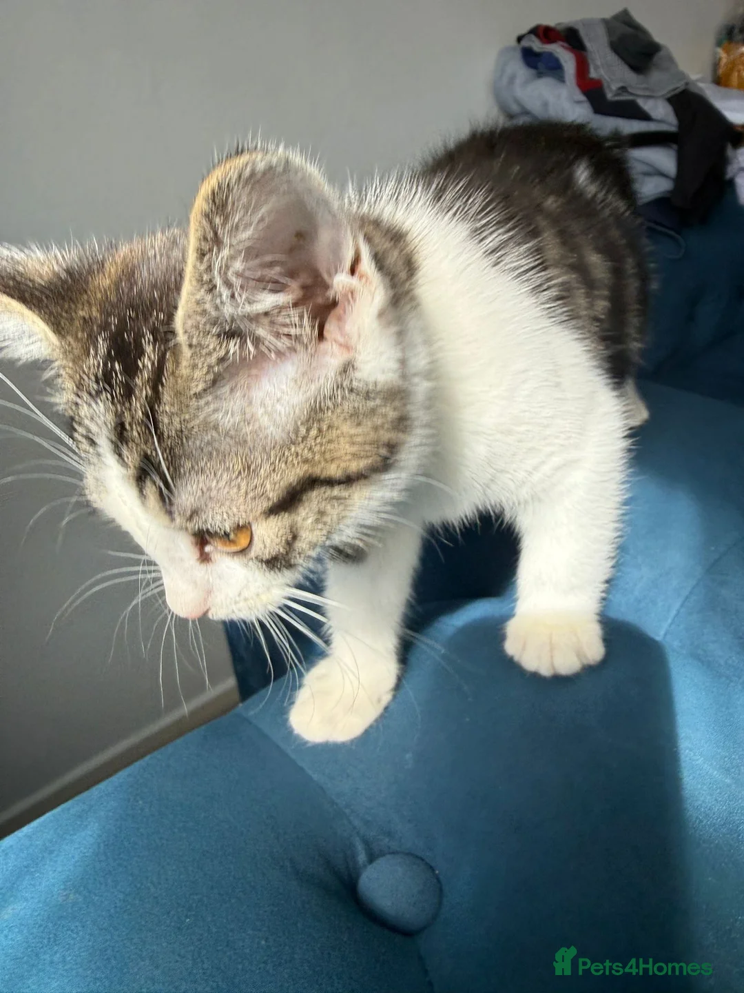 Mixed Breed cats for sale: 2 cute kitties for sale - Advert 2