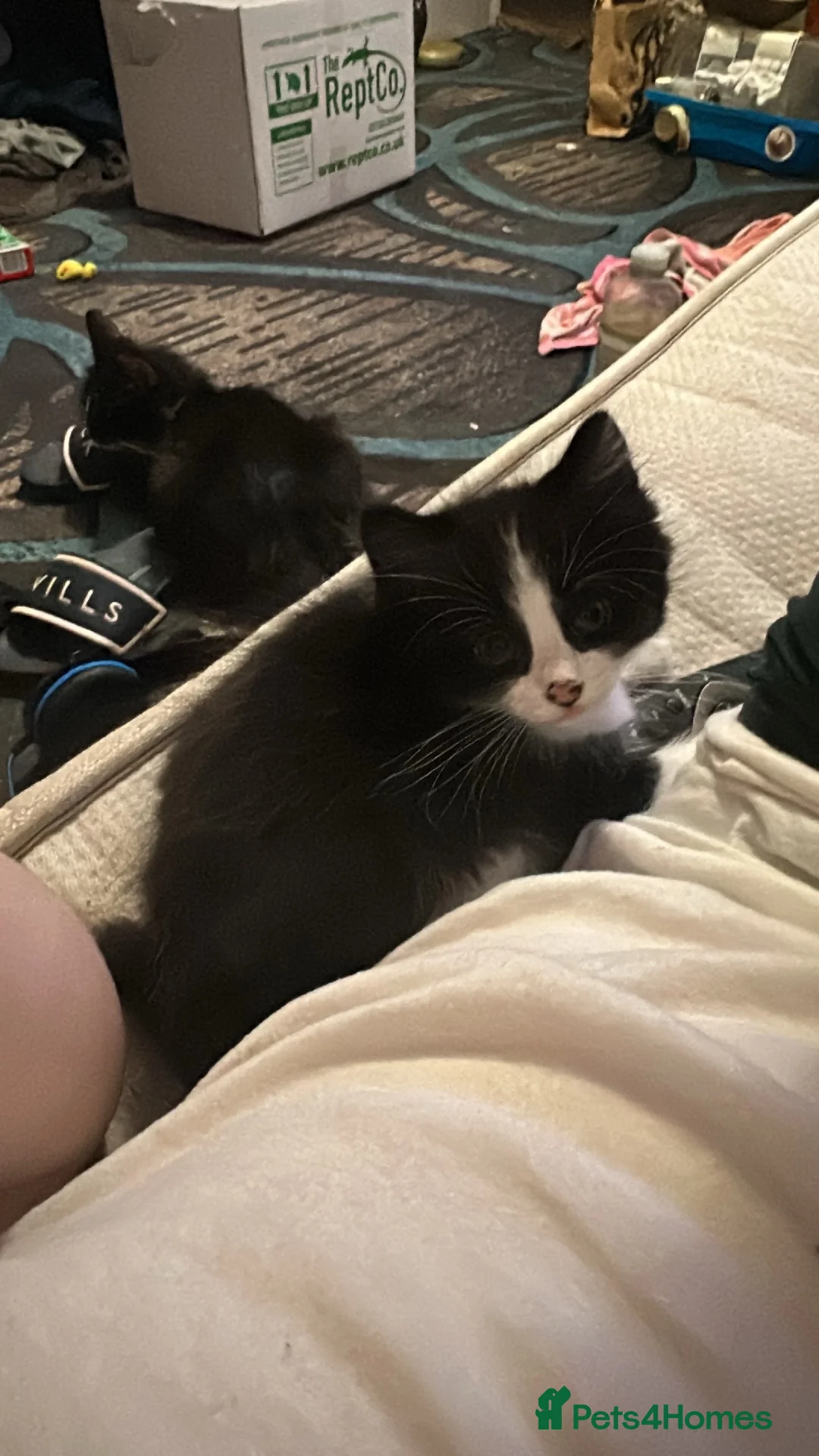 Mixed Breed cats for sale: One boy left, part ragdol  - Advert 2