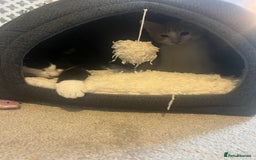 Mixed Breed poultry for sale: Two kittens  - Image 2