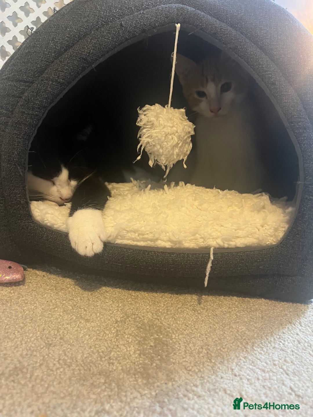 Mixed Breed poultry for sale: Two kittens  - Image 2