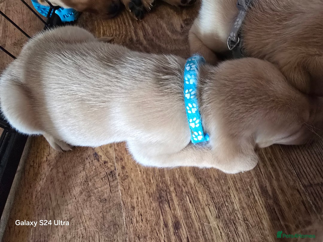 Labrador Retriever dogs for sale: KC REG Lab puppys x 2/11 ready to take home - Image 31