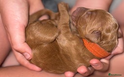Double Doodle dogs for sale: Australian Goldendoodle puppies - Image 20