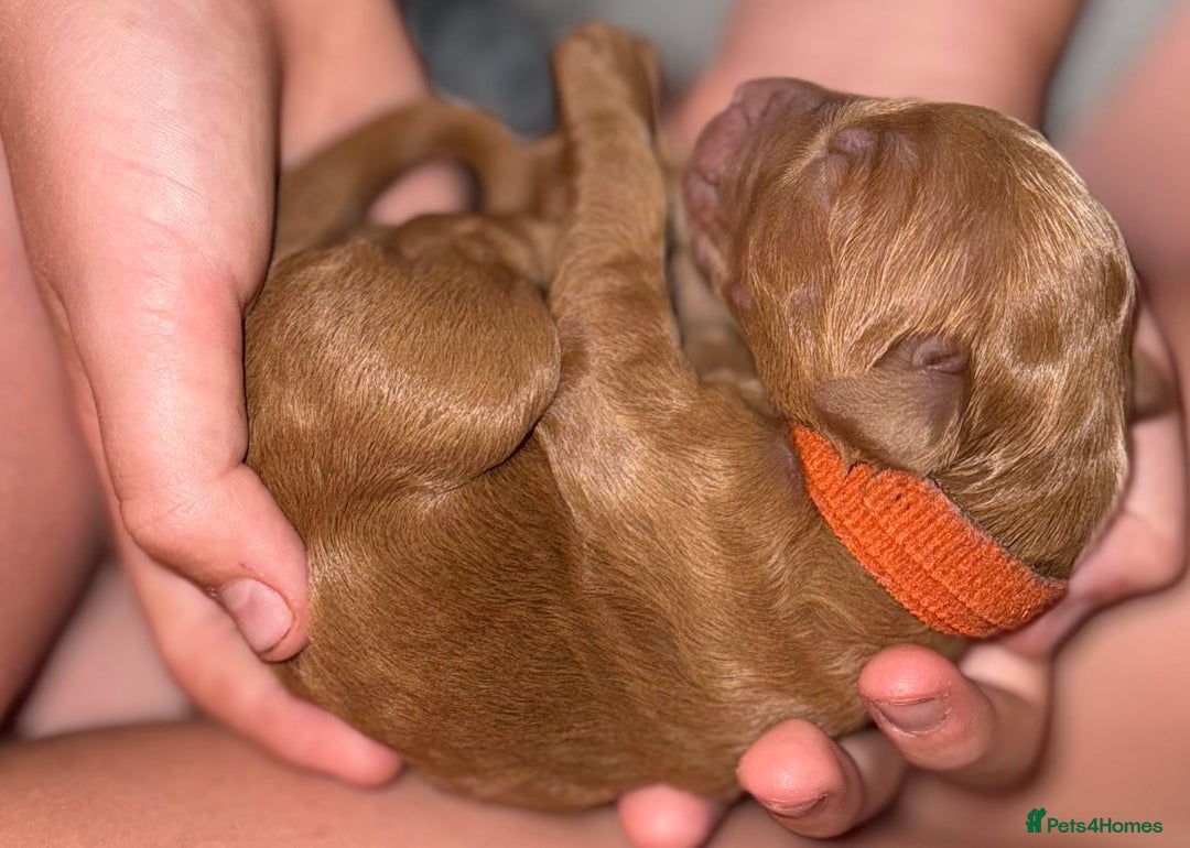 Double Doodle dogs for sale: Australian Goldendoodle puppies - Image 20