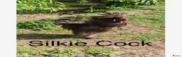 Mixed Breed poultry for sale: Mixed flock of chicken, ducks and geese  - Advert 3