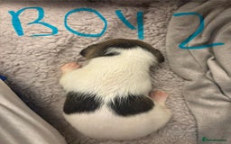 Jack Russell dogs for sale: 8 beautiful Jack Russell puppies 5 boys 3 girls - Image 4