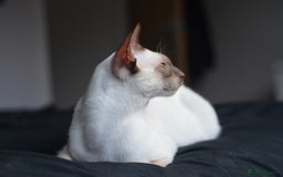 Siamese cats for stud: GORGEOUS WEDGEHEAD TYPE SIAMESE STUD - Image 9