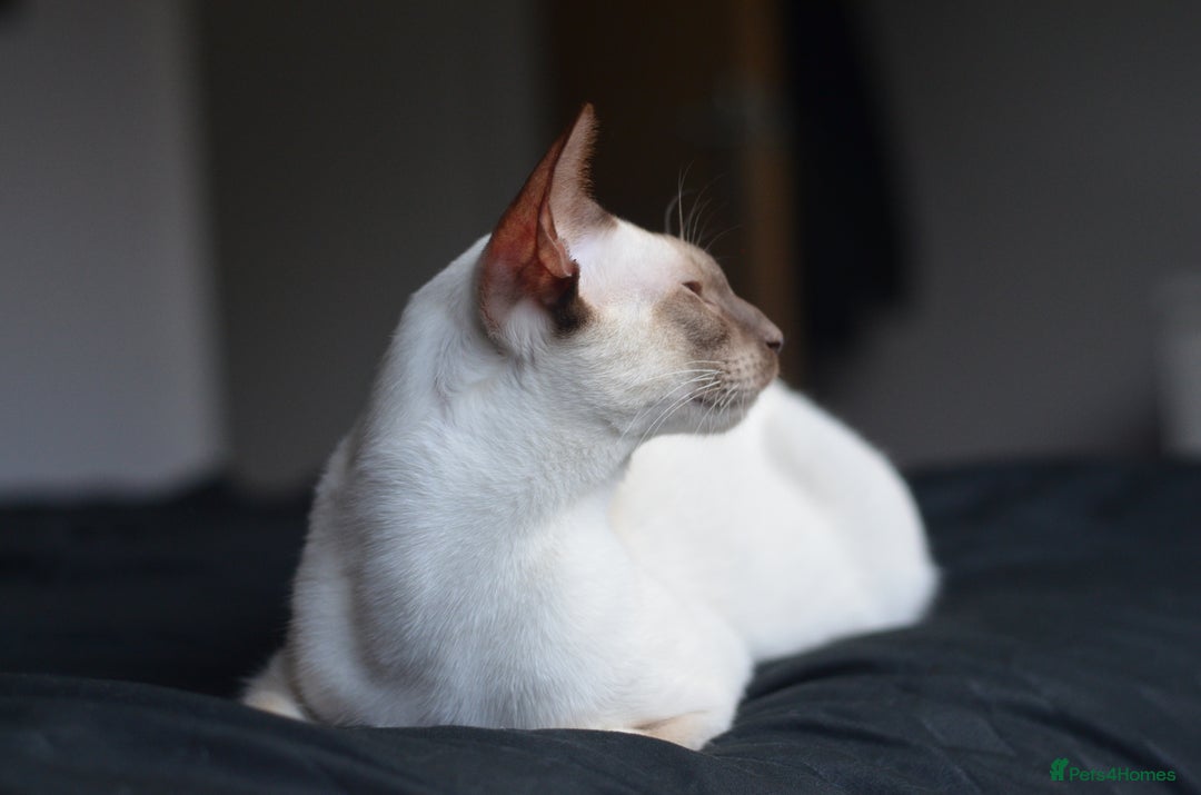 Siamese cats for stud: GORGEOUS WEDGEHEAD TYPE SIAMESE STUD - Image 9