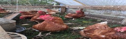Chickens poultry for sale: Hybrid Laying hens Lohman Browns - Advert 7