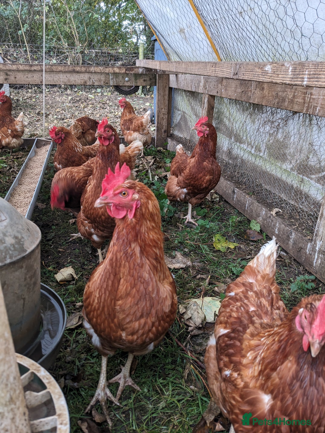 Chickens poultry for sale: Hybrid Laying hens Lohman Browns - Advert 7