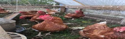 Chickens poultry for sale: Hybrid Laying hens Lohman Browns - Advert 7