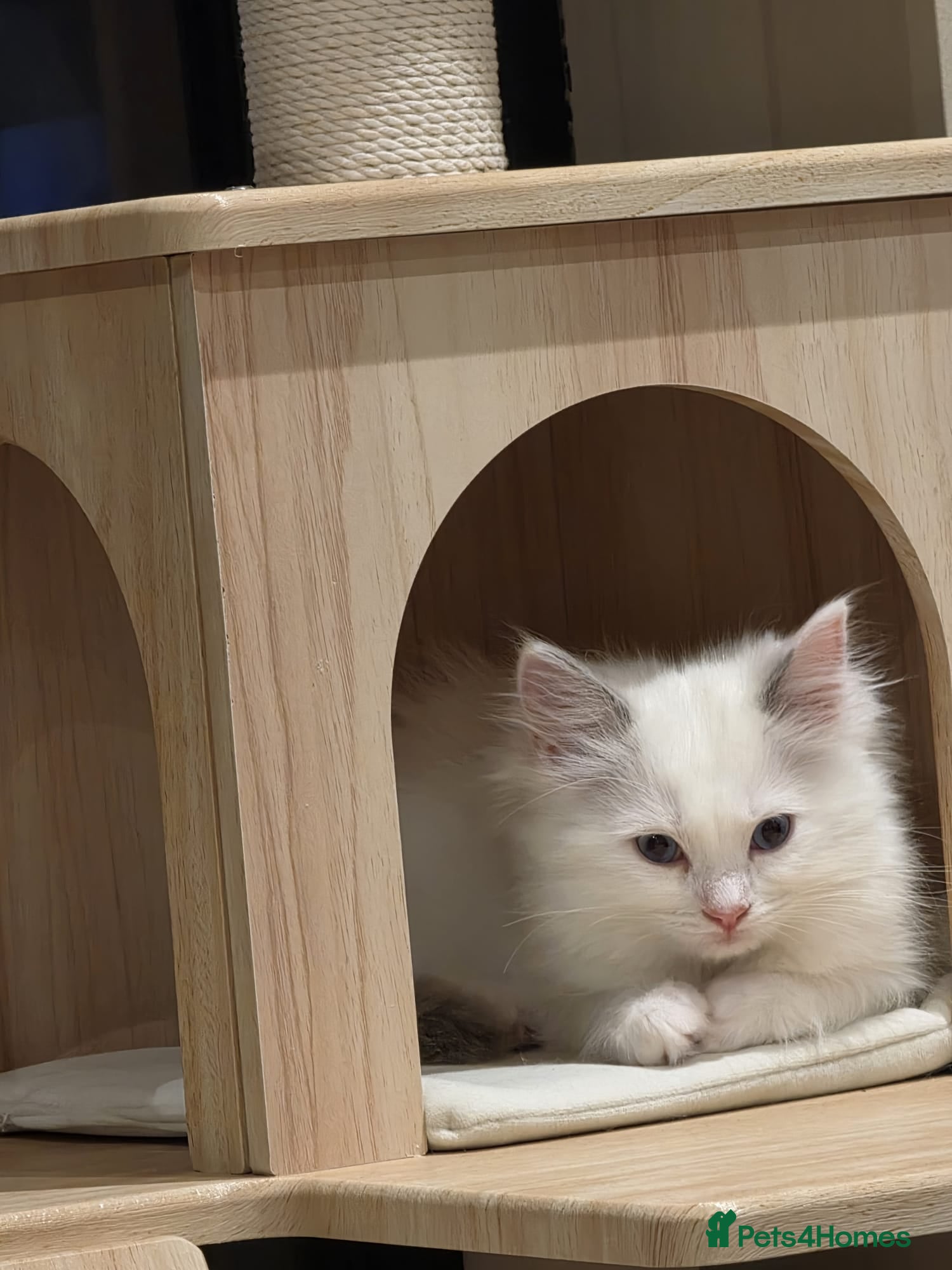 Ragdoll cats Adorable little Ragdolls  - Advert 2