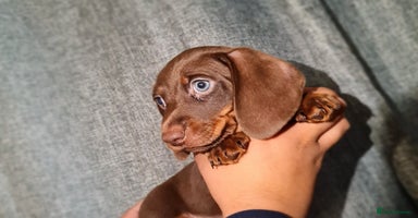 Miniature Dachshund dogs - Advert 8