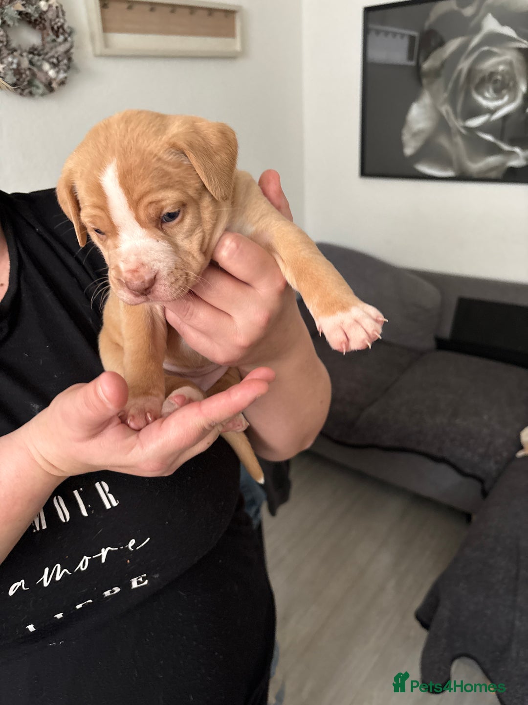 Mixed Breed dogs for sale: Staffie puppy’s  - Advert 13