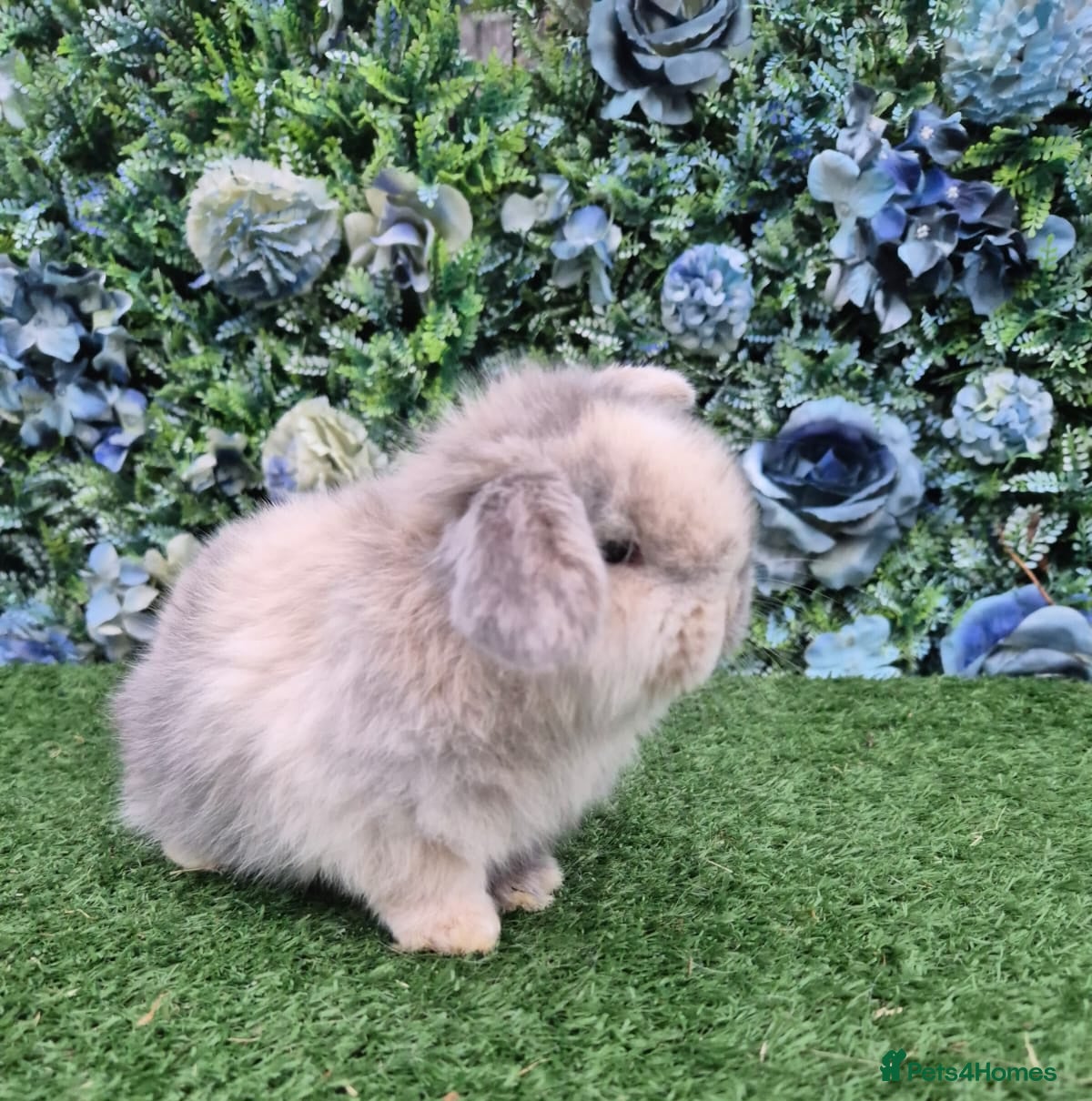 Mini Lop rabbits Beautiful mini lop ready 13th Jan  - Advert 16