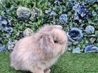 Mini Lop rabbits Beautiful mini lop ready 13th Jan - Advert 16