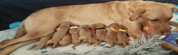 Labrador Retriever dogs for sale: KCReg FoxRed LabradorRetriver Puppies WorkingLines - Advert 4