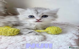 Persian cats for sale: Persian x Ragdoll - Image 10