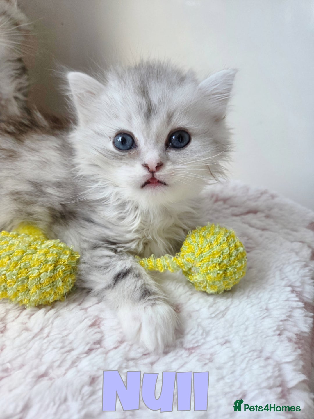 Persian cats for sale: Persian x Ragdoll - Image 10