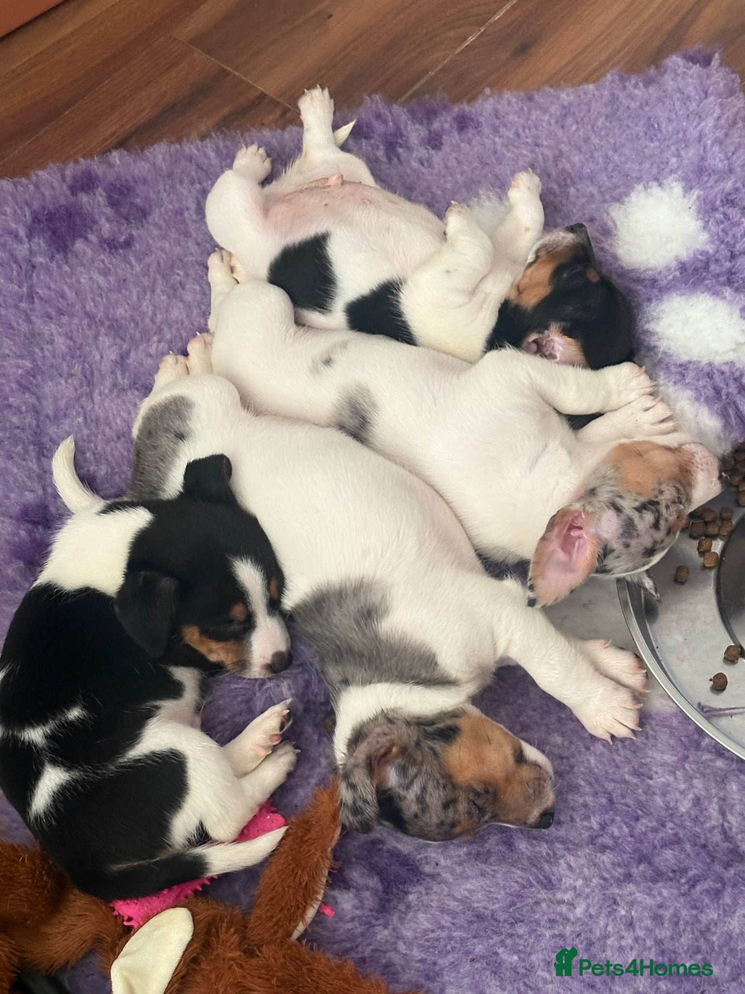 Jack Russell dogs Miniature Jack Russell puppies - blue carriers - Advert 1