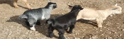 Goats livestock for sale: Lovely pygmy goats 🐐  - Advert 6