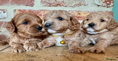 Cavapoo dogs - Advert 12