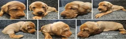 Labrador Retriever dogs for sale: Stunning Red Fox Labs : Health Checked-KC Reg-FTCH - Advert 5