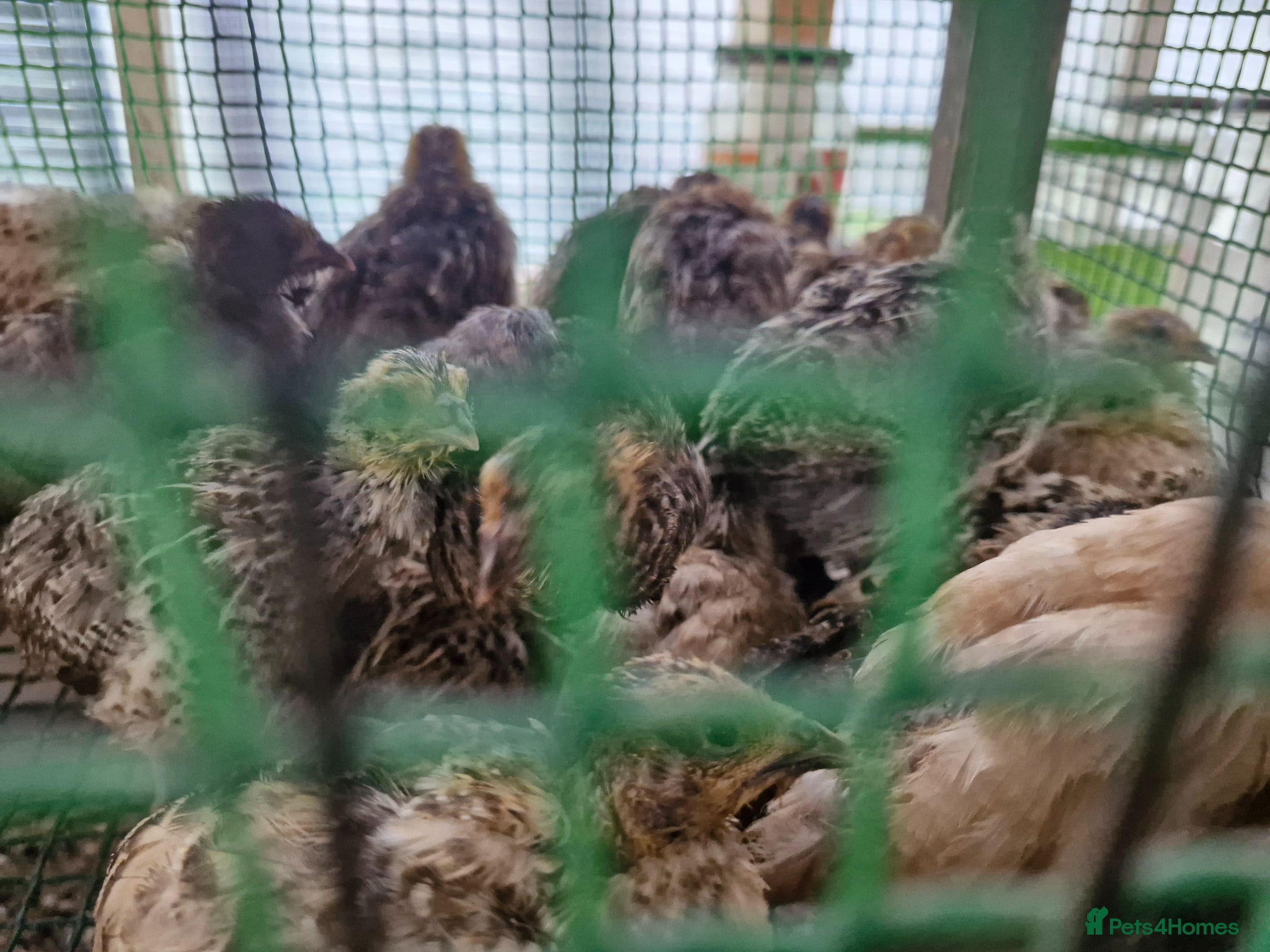 Quail poultry Quail Chicks For Sale - Advert 2
