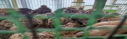Quail poultry for sale: Quail Chicks For Sale - Advert 2