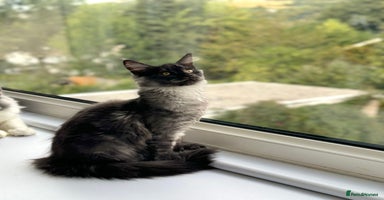 Maine Coon cats - Advert 1