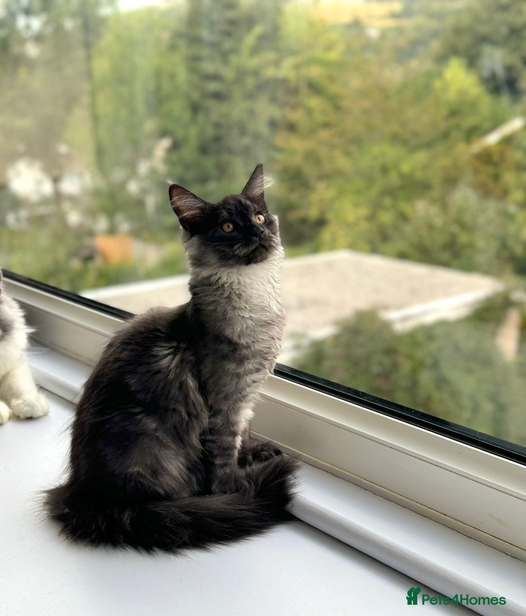 Maine Coon cats for sale: Stunning Maine Coon Kitten 🖤 ACTIVE - Image 2