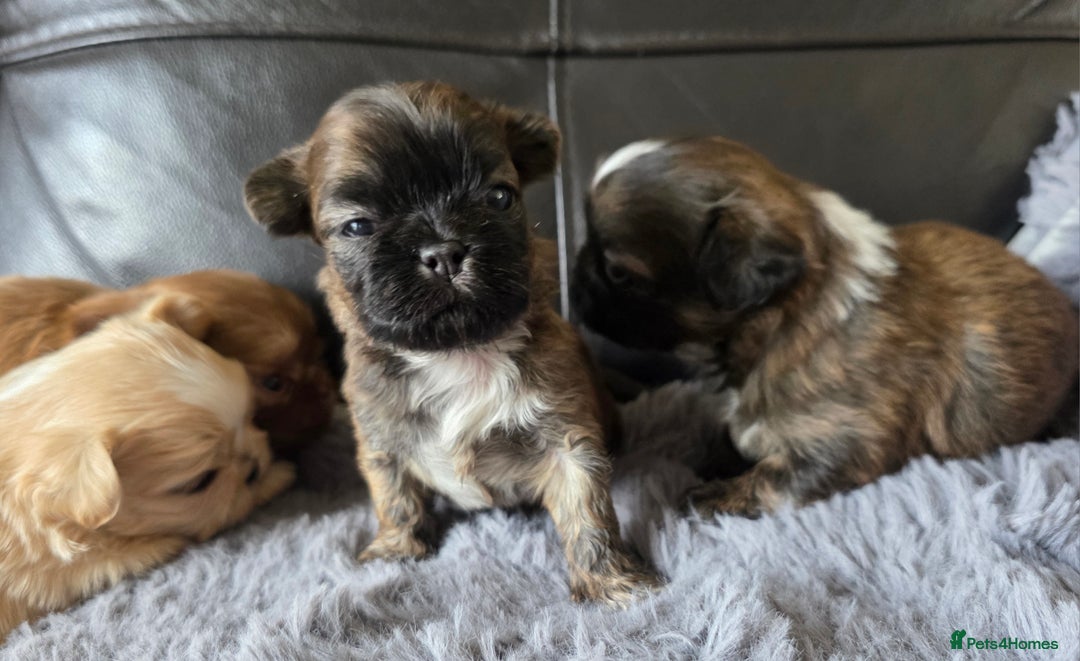 Shih Tzu dogs for sale: Stunning Rare Brindle Imperial Shih Tzu puppies - Image 37