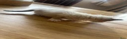 Ragdoll cats for sale: Pure ragdoll kittens  - Advert 6