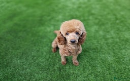 Cavapoo dogs for sale: Beautiful F1 cavapoo puppies - Image 27
