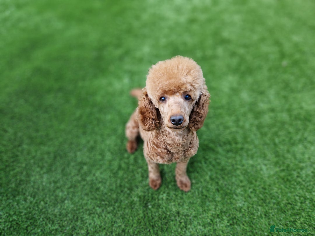 Cavapoo dogs for sale: Beautiful F1 cavapoo puppies - Image 27
