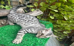 Bengal cats for sale: Unbelievably friendly TICA reg kittens  - Image 13