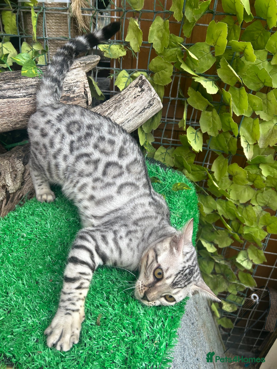 Bengal cats for sale: Unbelievably friendly TICA reg kittens  - Image 13