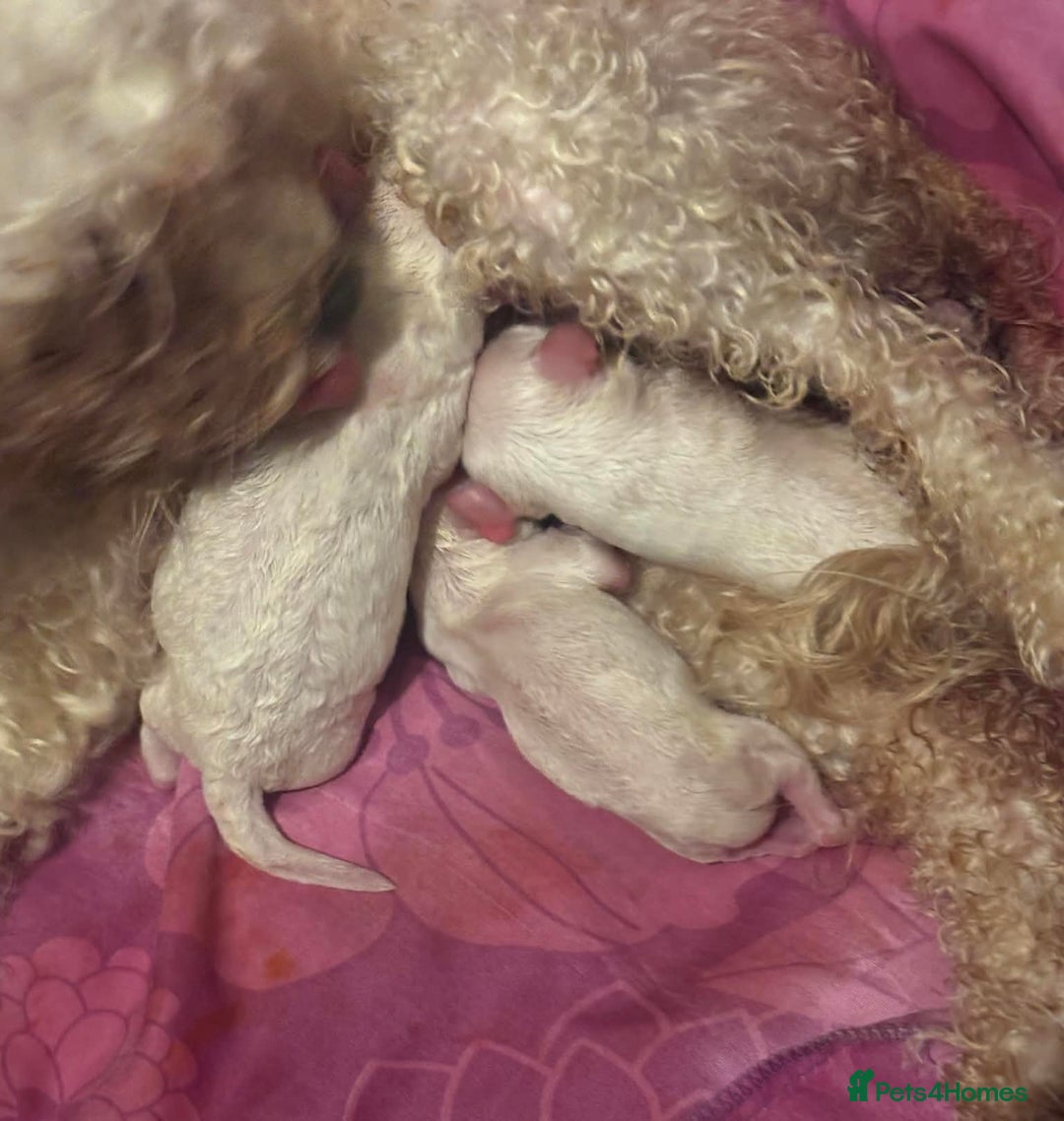 Cavapoo dogs for sale: F1B Cavapoo Puppies  - Advert 6