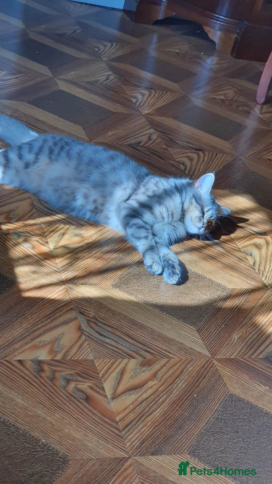 Scottish Fold cats for sale:  🥰Scottish folded in a beautiful colour - Advert 16
