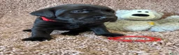 Labrador Retriever dogs for sale: 🐾1 Stunning Labrador Puppy left 👀 🏡 🐾 - Advert 13
