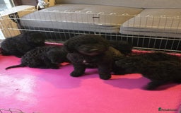 Miniature Poodle dogs for sale: For sale 4 gorgeous girls and 2 boys  - Advert 2