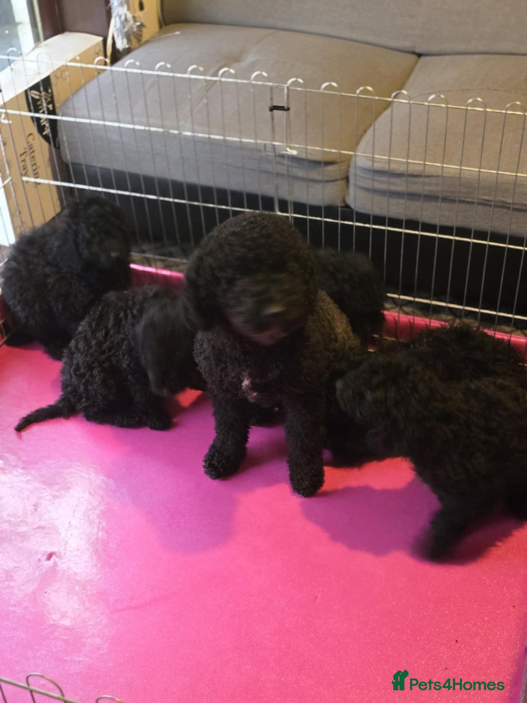 Miniature Poodle dogs for sale: For sale 4 gorgeous girls and 2 boys  - Advert 2