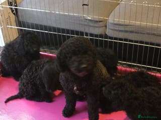 Miniature Poodle dogs For sale 4 gorgeous girls and 2 boys - Advert 8