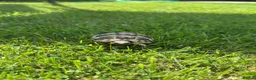 Hermann Tortoise reptiles for sale: Hermann Tortoise in Blackwood - Advert 12