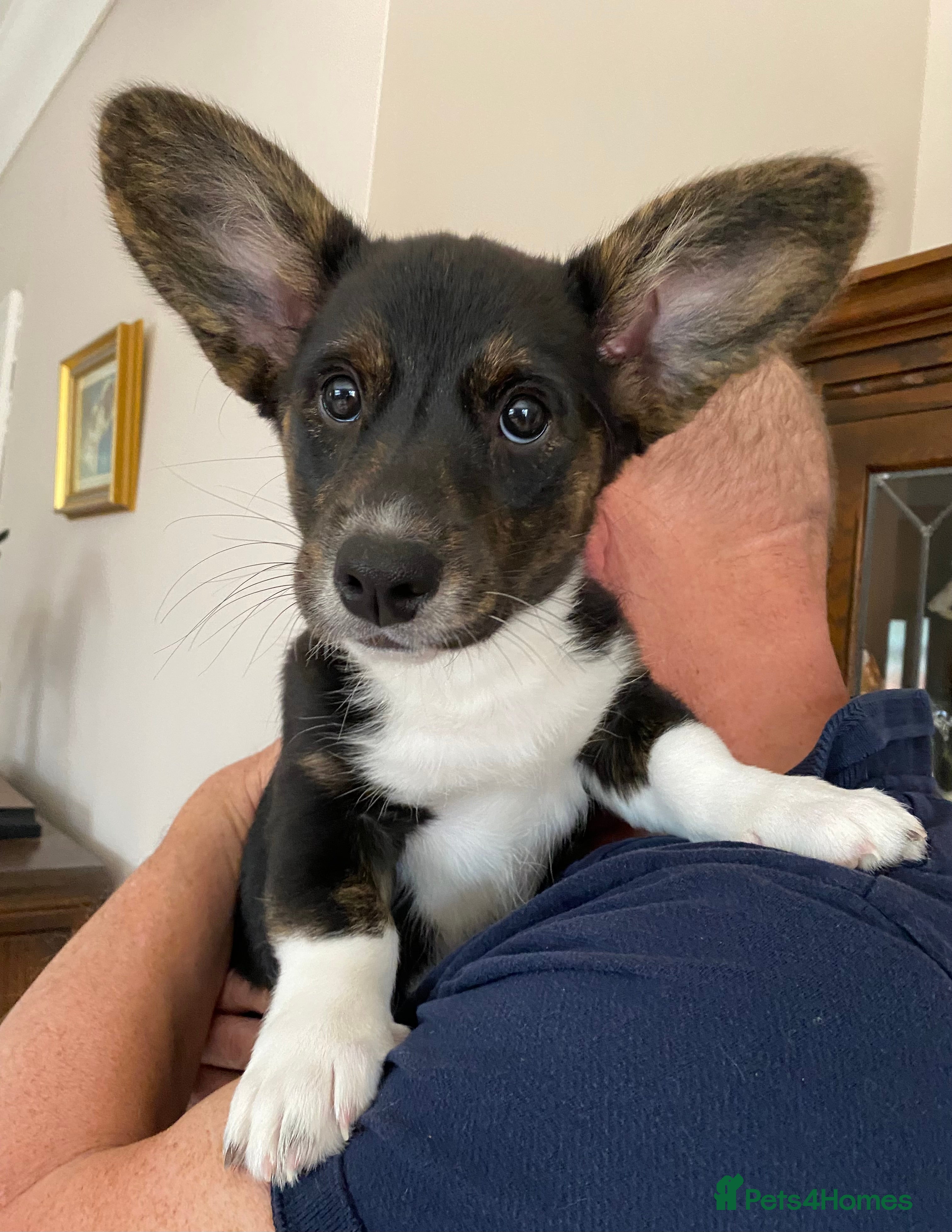 Welsh Corgi Cardigan dogs Welsh Cardigan Corgis by 5 ⭐️ Licensed Breeder - Advert 1