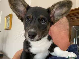 Welsh Corgi Cardigan dogs Welsh Cardigan Corgis by 5 ⭐️ Licensed Breeder - Advert 3