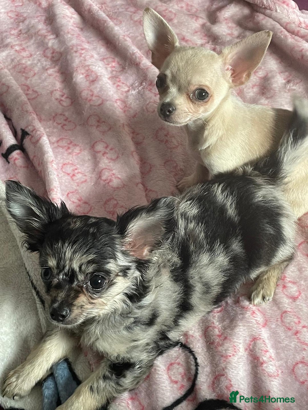 Chihuahua dogs for sale: Stunning pedigree Merle chihuahua pups  - Image 7
