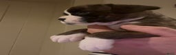 Boxer dogs for sale: Gorgeous chunky Boxer Puppies - Advert 1