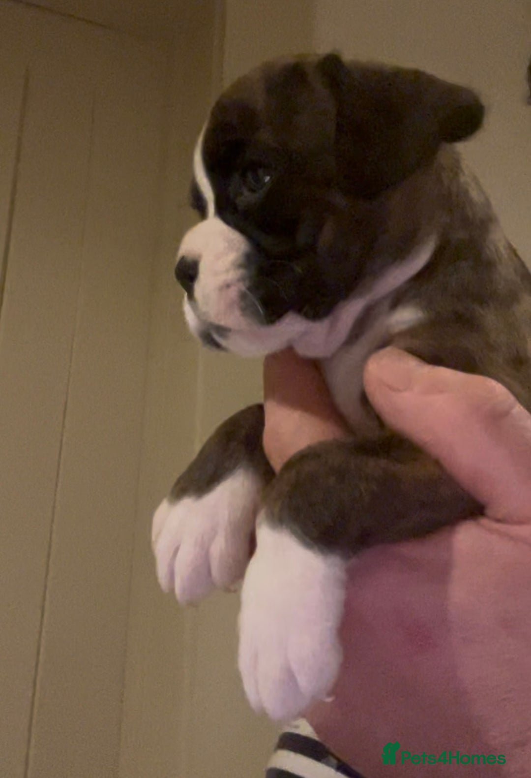 Boxer dogs for sale: Gorgeous chunky Boxer Puppies - Advert 1