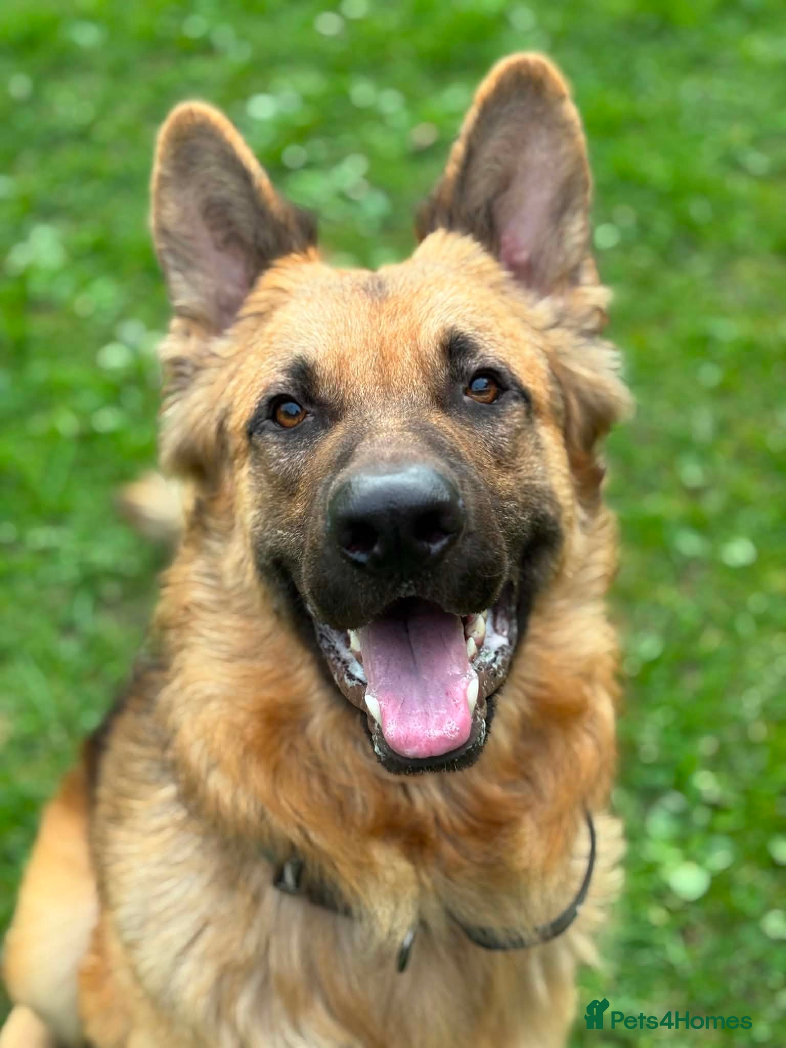 German Shepherd dogs Beautiful German Shepherd Puppies - Advert 1